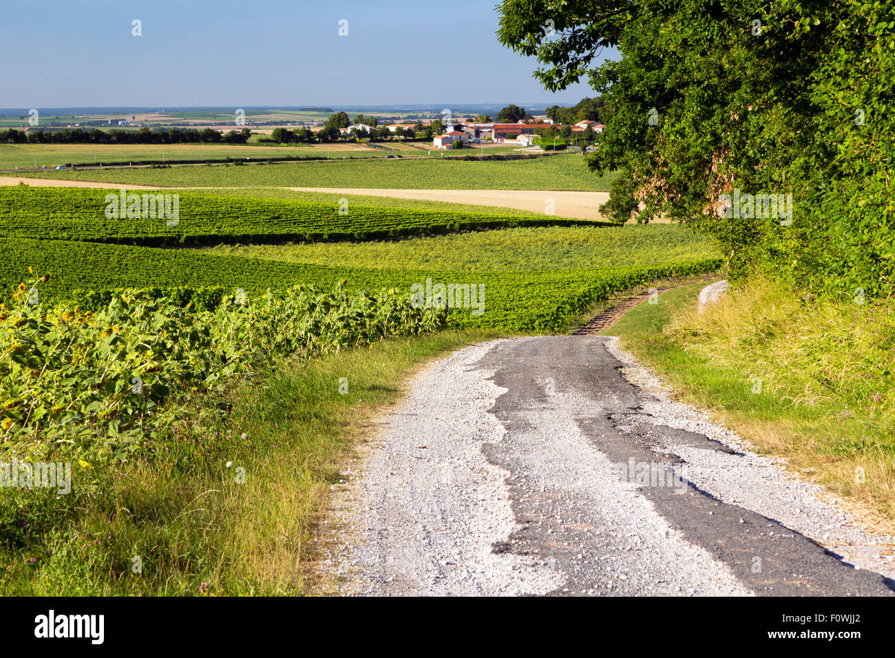La strada attraverso i vigneti, Charentes, a sud ovest della Francia Foto Stock