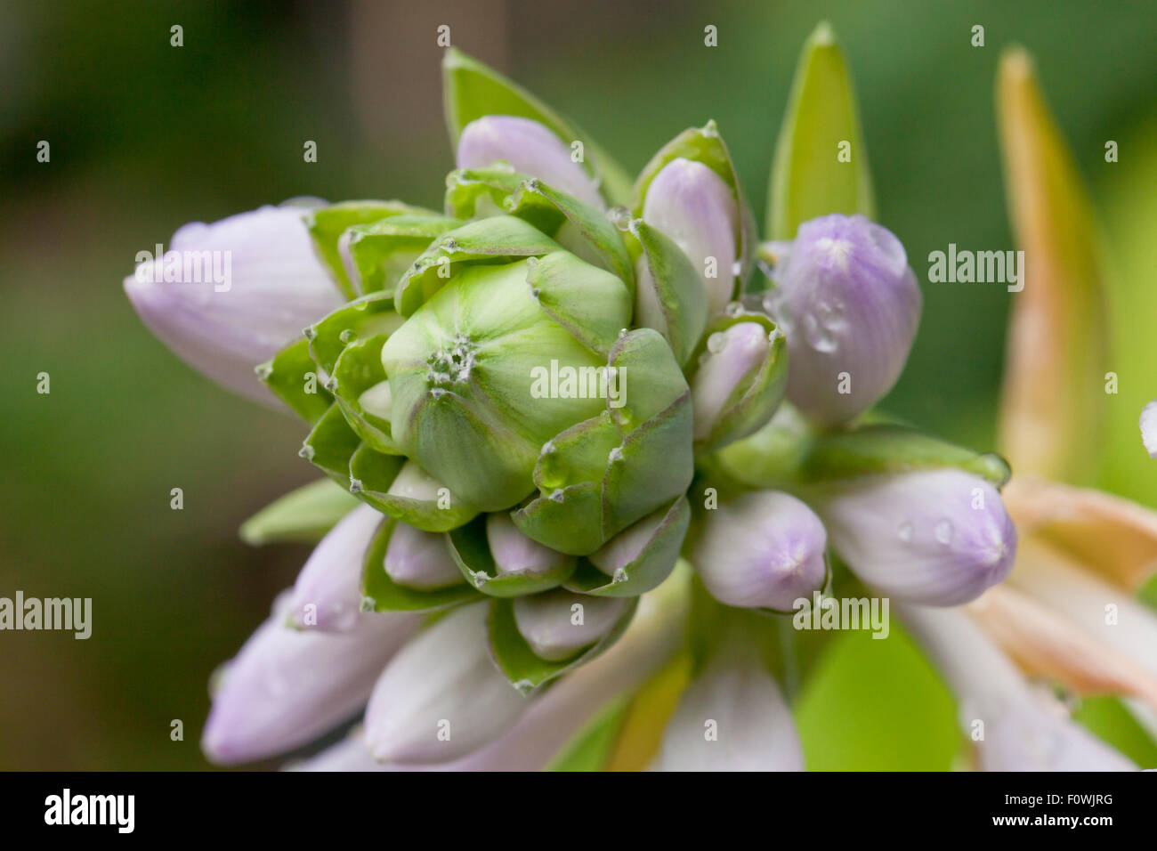 Hosta boccioli di fiori - USA Foto Stock