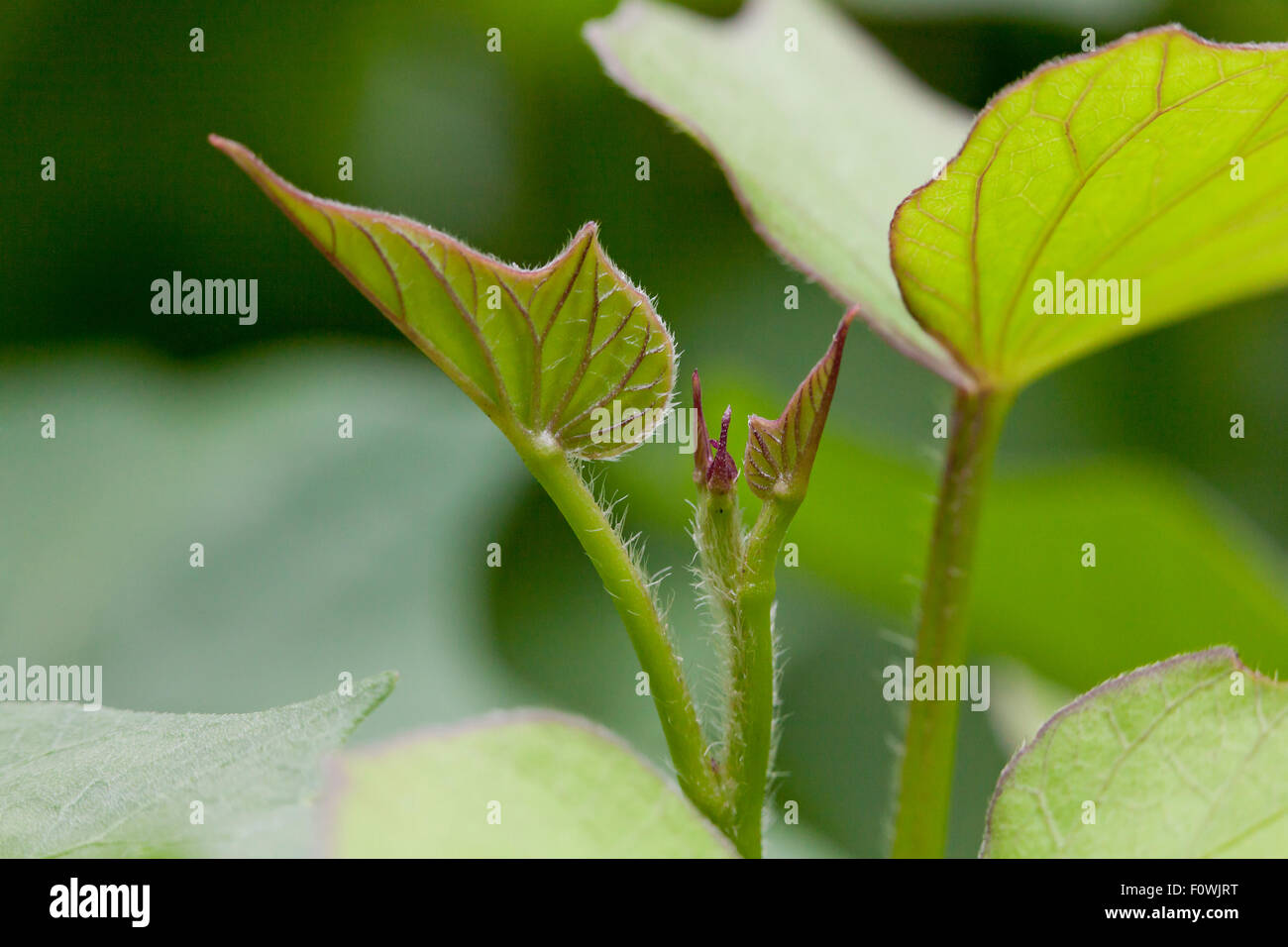 La patata dolce foglie (Ipomoea batatas) Foto Stock