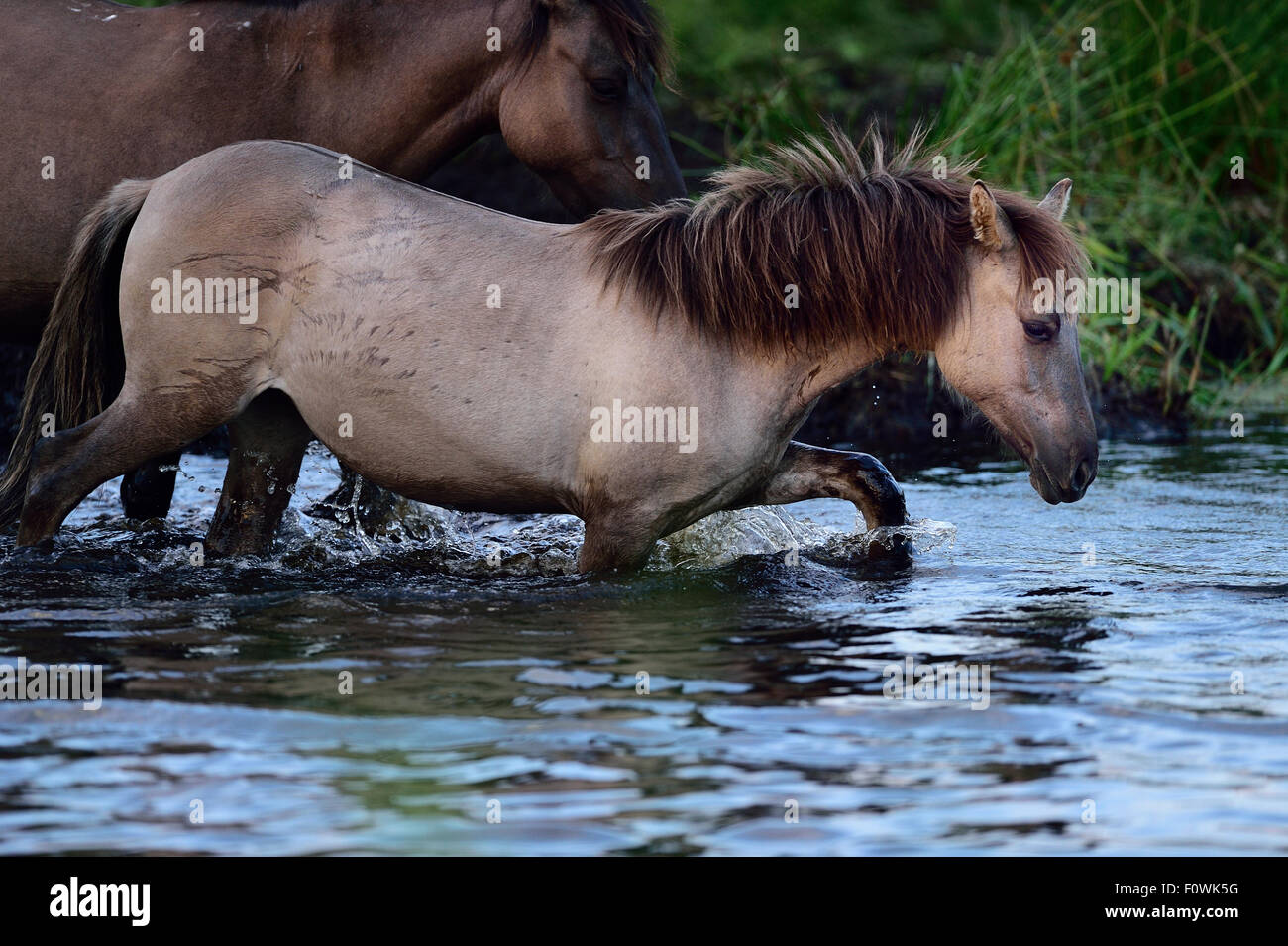 Giovani selvaggi cavalli Konik camminando attraverso acqua, Odry delta reserve, Stepnica, in Polonia, in luglio. Foto Stock