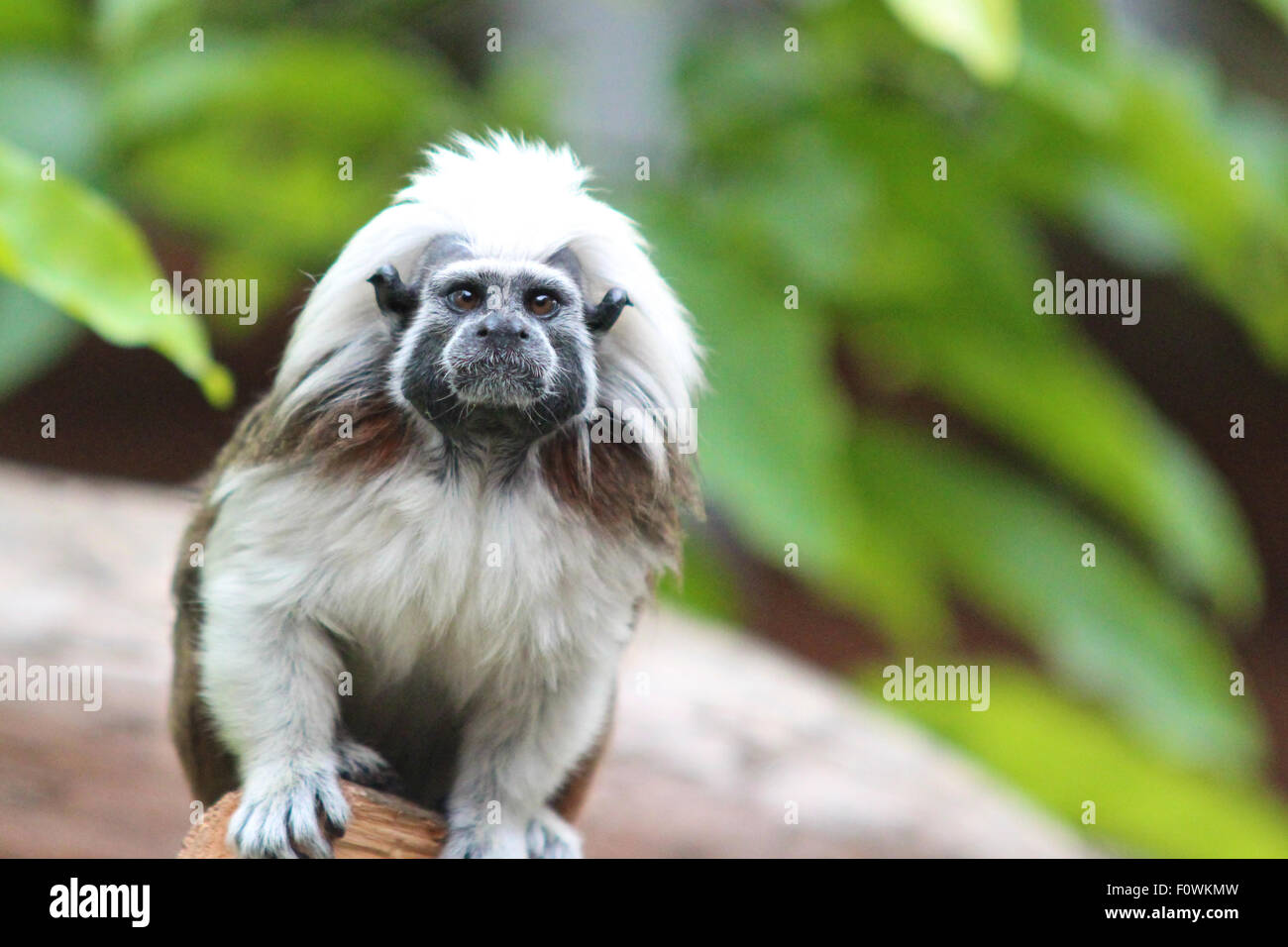 Carino Tamarin cotone-top monkey seduto su un ramo Saguinus oedipus Foto Stock