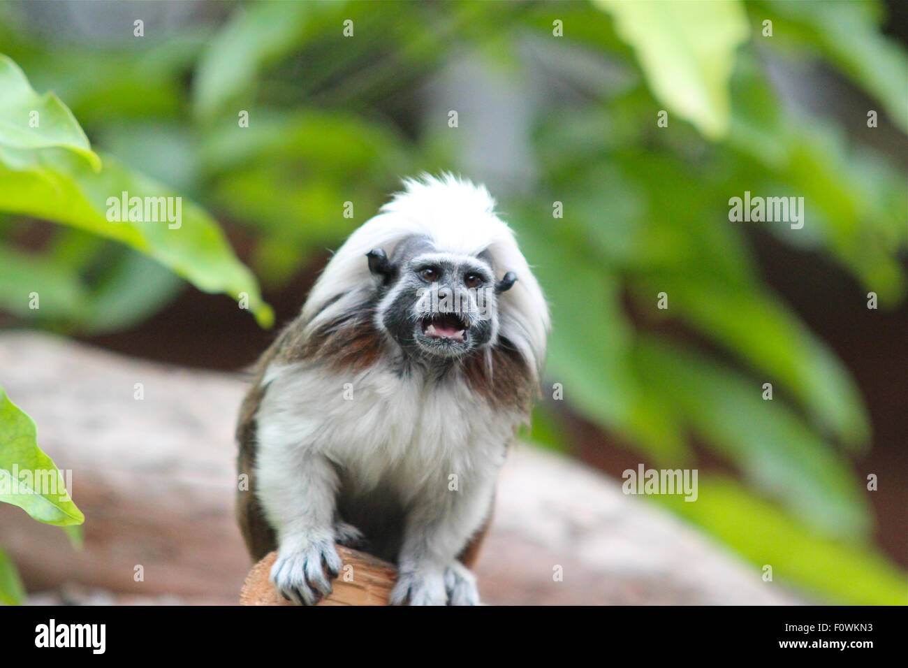 Tamarin Monkey cotone-top Saguinus oedipus Foto Stock