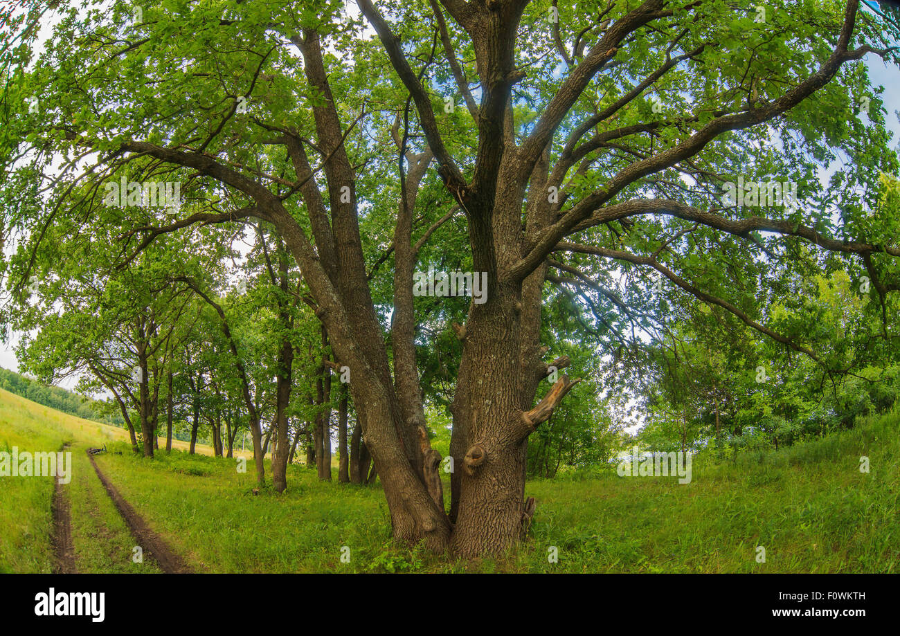 Oak sorge accanto ad una strada forestale verde paesaggio estate Foto Ru Foto Stock