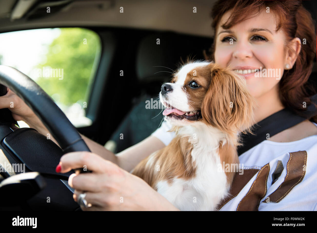 Donna matura e il suo cane cavalier insieme dietro comando sterzo auto Foto Stock