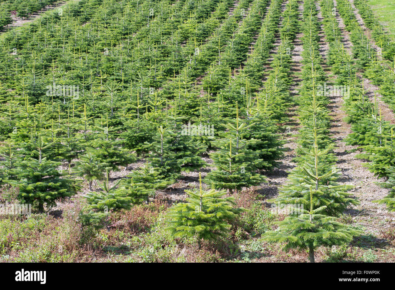 Una piantagione di giovani conifere dalla silvicoltura Netherraw Ltd, a Lilliesleaf, Melrose, Scotland, Regno Unito Foto Stock