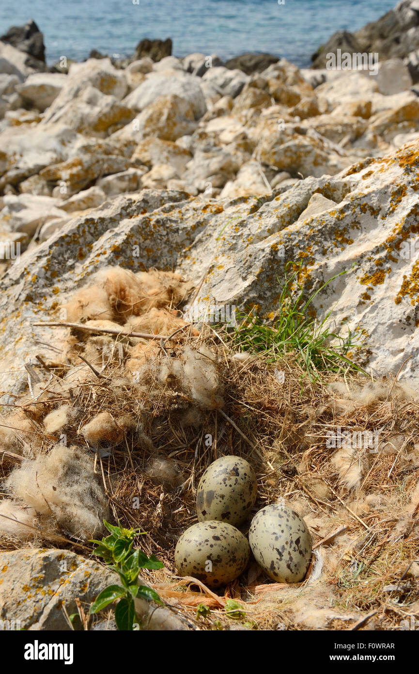 Giallo-zampe (gabbiano Larus michahellis) uova nel nido, le montagne di Velebit parco naturale, Croazia, aprile 2014. Foto Stock