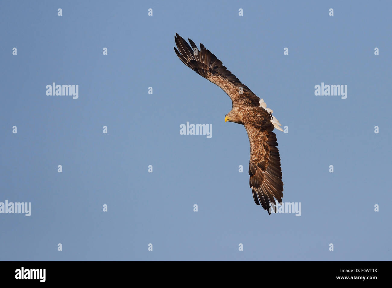 White Tailed sea eagle (Haliaeetus albicilla) battenti, preso dalla barca da pesca sul mare eagle safari tour, laguna di Stettino, Oder delta, Polonia, agosto. Foto Stock