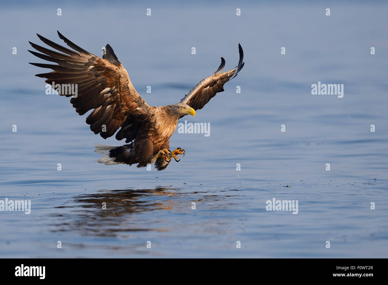 White Tailed sea eagle (Haliaeetus albicilla) pesca preso dalla barca da pesca sul mare eagle safari tour, laguna di Stettino, Oder delta, Polonia, agosto. Foto Stock