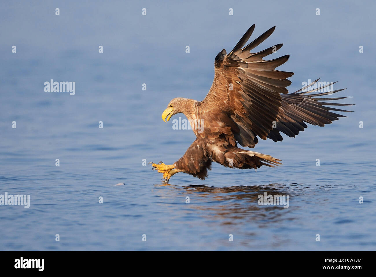 White Tailed sea eagle (Haliaeetus albicilla) pesca preso dalla barca da pesca sul mare eagle safari tour, laguna di Stettino, Oder delta, Polonia, agosto. Sequenza 1/4 Foto Stock