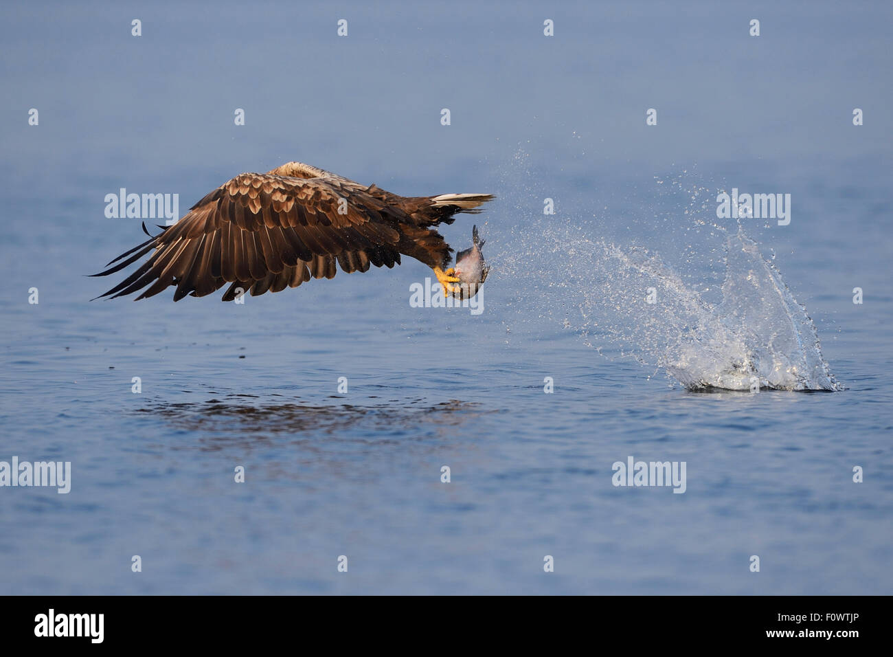 White Tailed sea eagle (Haliaeetus albicilla) pesca preso dalla barca da pesca sul mare eagle safari tour, laguna di Stettino, Oder delta, Polonia, agosto. Sequenza 3/4 Foto Stock