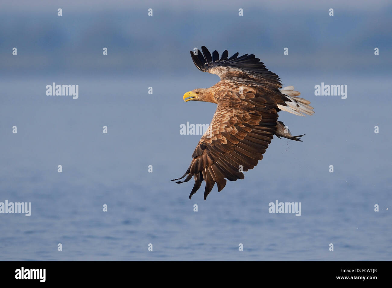 White Tailed sea eagle (Haliaeetus albicilla) pesca preso dalla barca da pesca sul mare eagle safari tour, laguna di Stettino, Oder delta, Polonia, agosto. Sequenza 4/4 Foto Stock