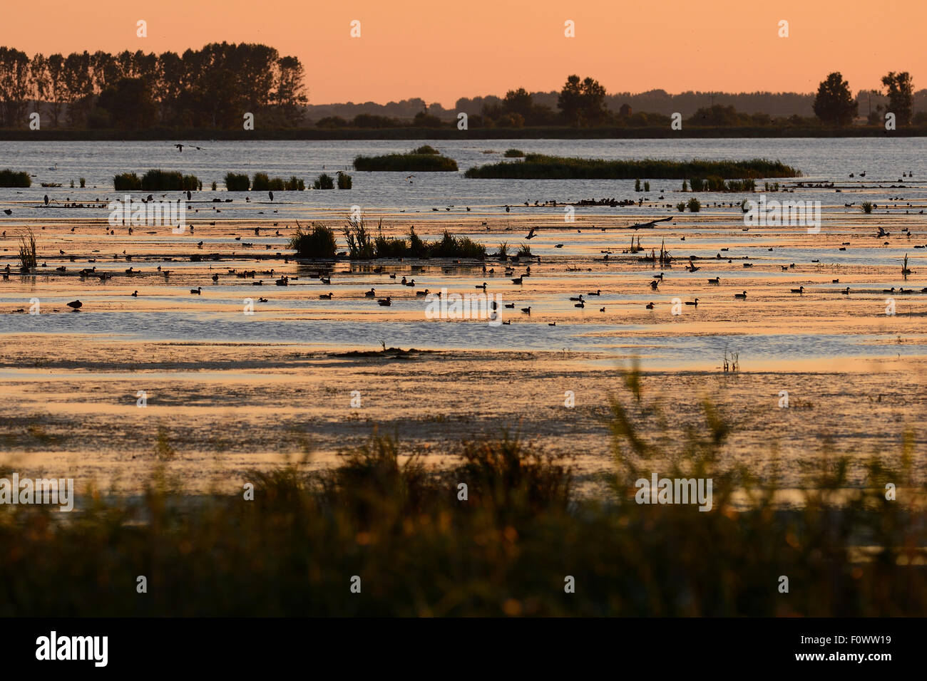 Gli uccelli acquatici al tramonto, Anklamer Stadtbruch, Stettiner Haff, Oder delta, Germania, Agosto. Foto Stock