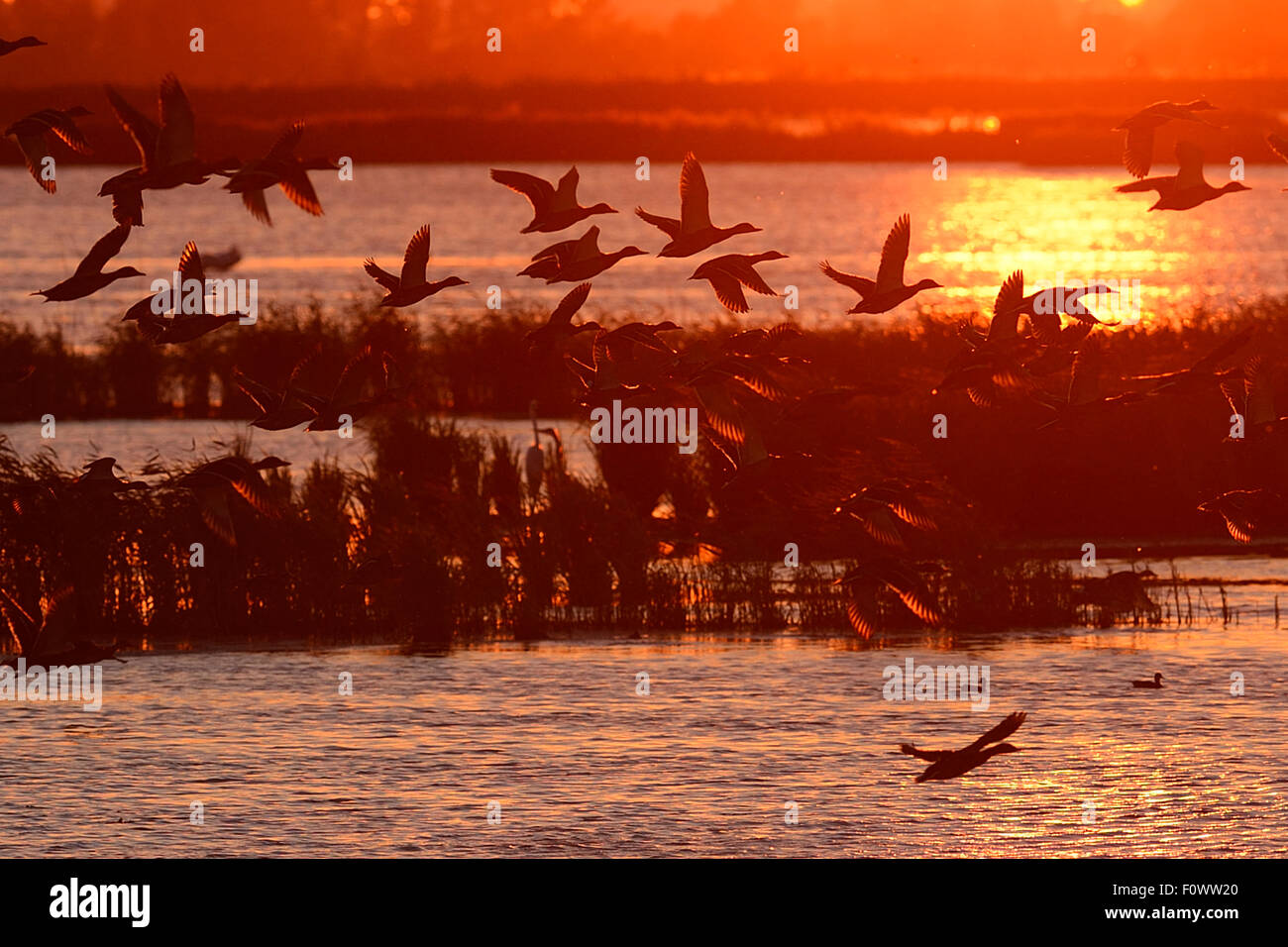 Anatre battenti al tramonto, Anklamer Stadtbruch, Stettiner Haff, Oder delta, Germania, Agosto. Foto Stock