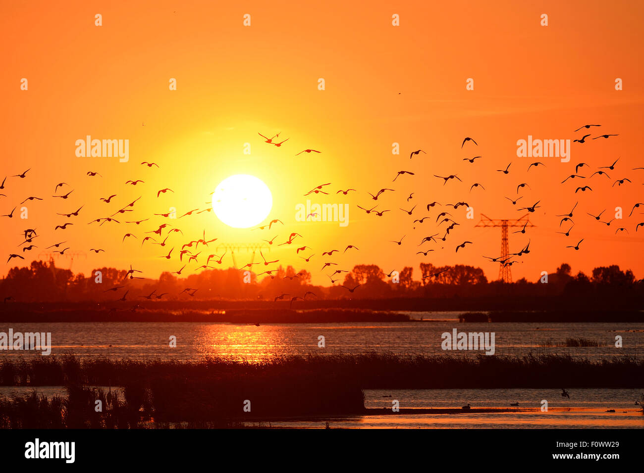 Anatre battenti al tramonto, Anklamer Stadtbruch, Stettiner Haff, Oder delta, Germania, Agosto. Foto Stock