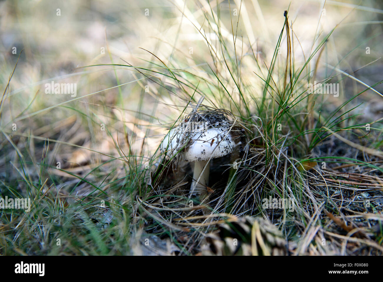 Una foto di un fungo velenoso nel selvaggio Foto Stock