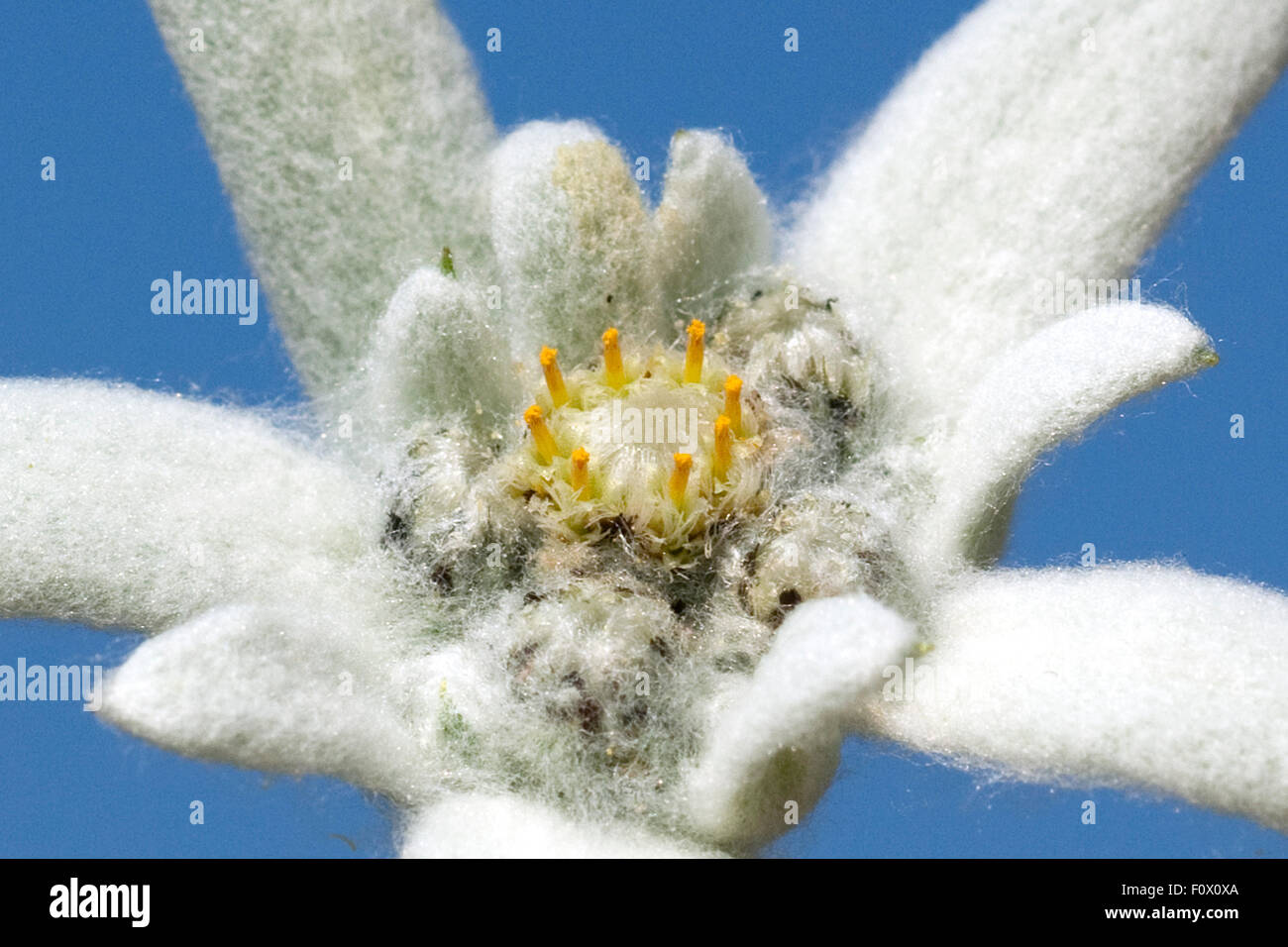 Edelweiss;; Leontopodium nivale; Foto Stock