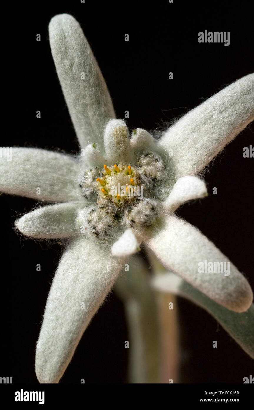 Edelweiss;; Leontopodium nivale; Foto Stock