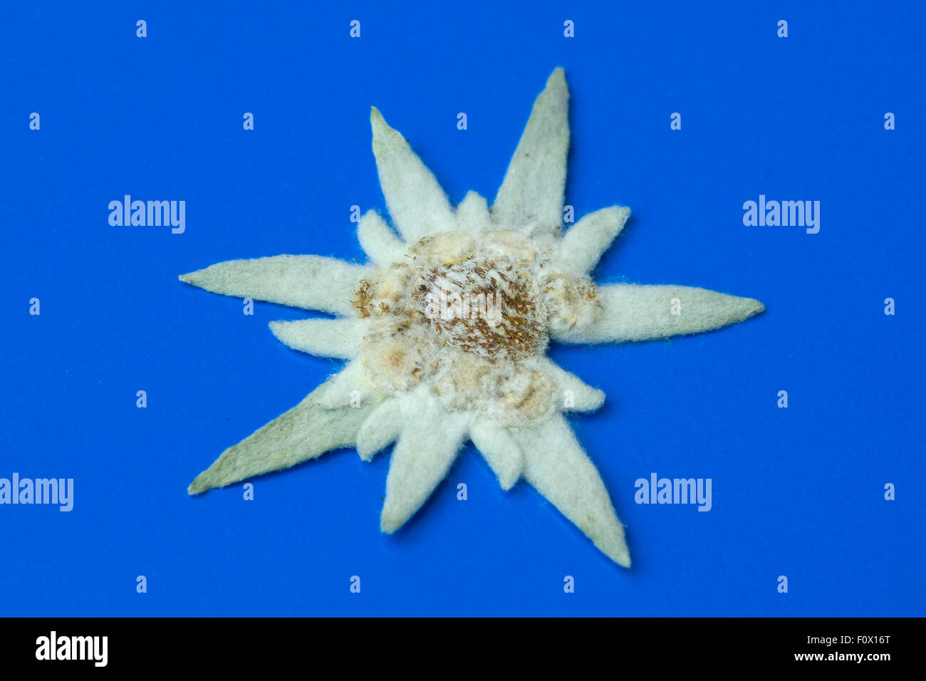 Edelweiss;; Leontopodium nivale; Foto Stock