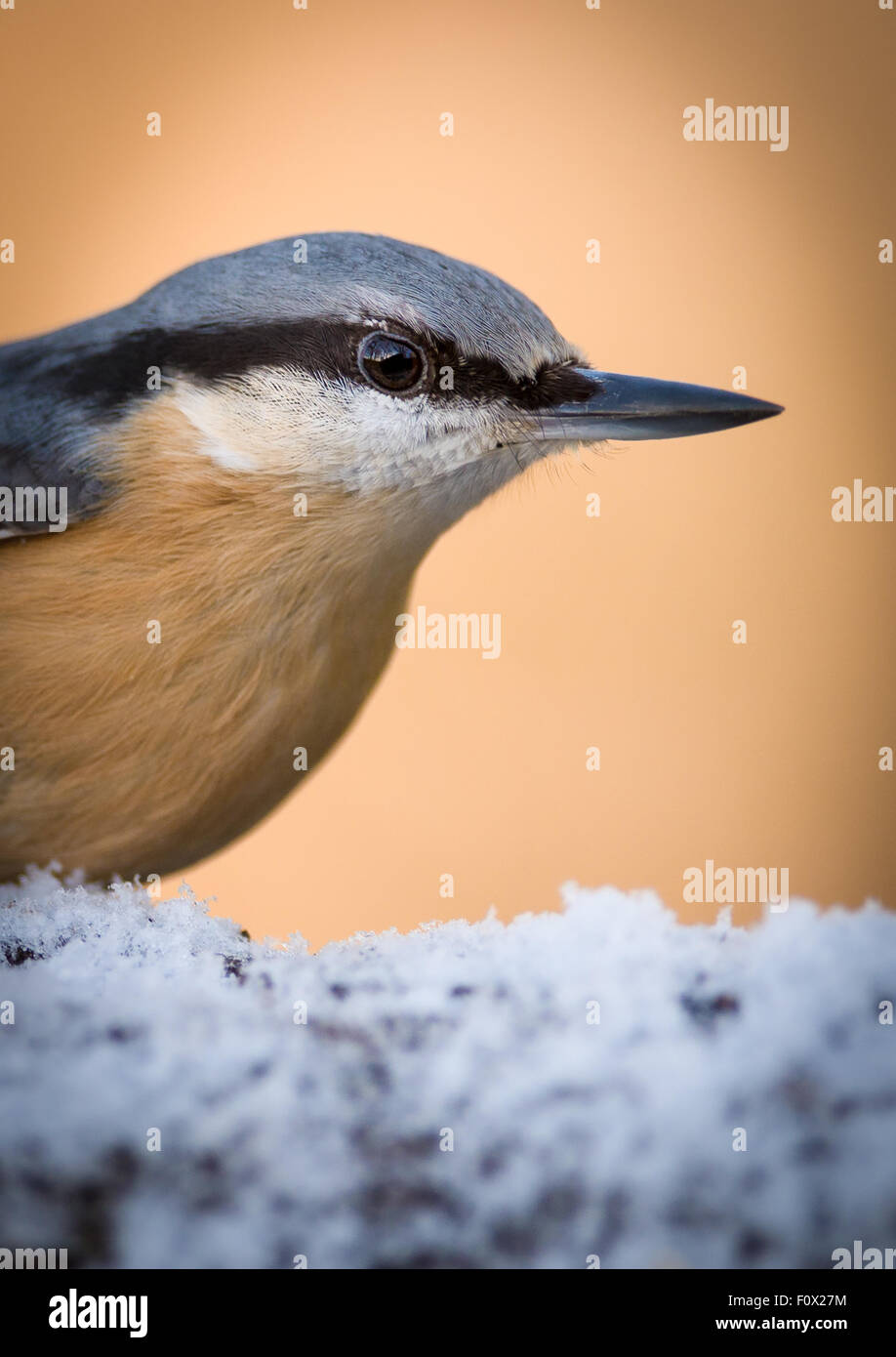 Uccello, picchio muratore, la fauna selvatica, natura selvatica, animale, sitta, albero, legno, piume, europa, foresta, sfondo, becco, Songbird, ornithol Foto Stock