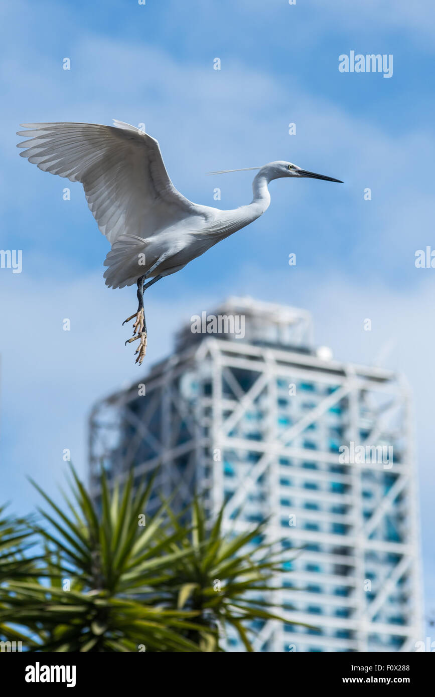 Garzetta città natura, acqua, bird, garzetta, Urban wildlife garzetta, fauna selvatica, egretta, waterbird, selvagge, poco, ornitologia, Foto Stock