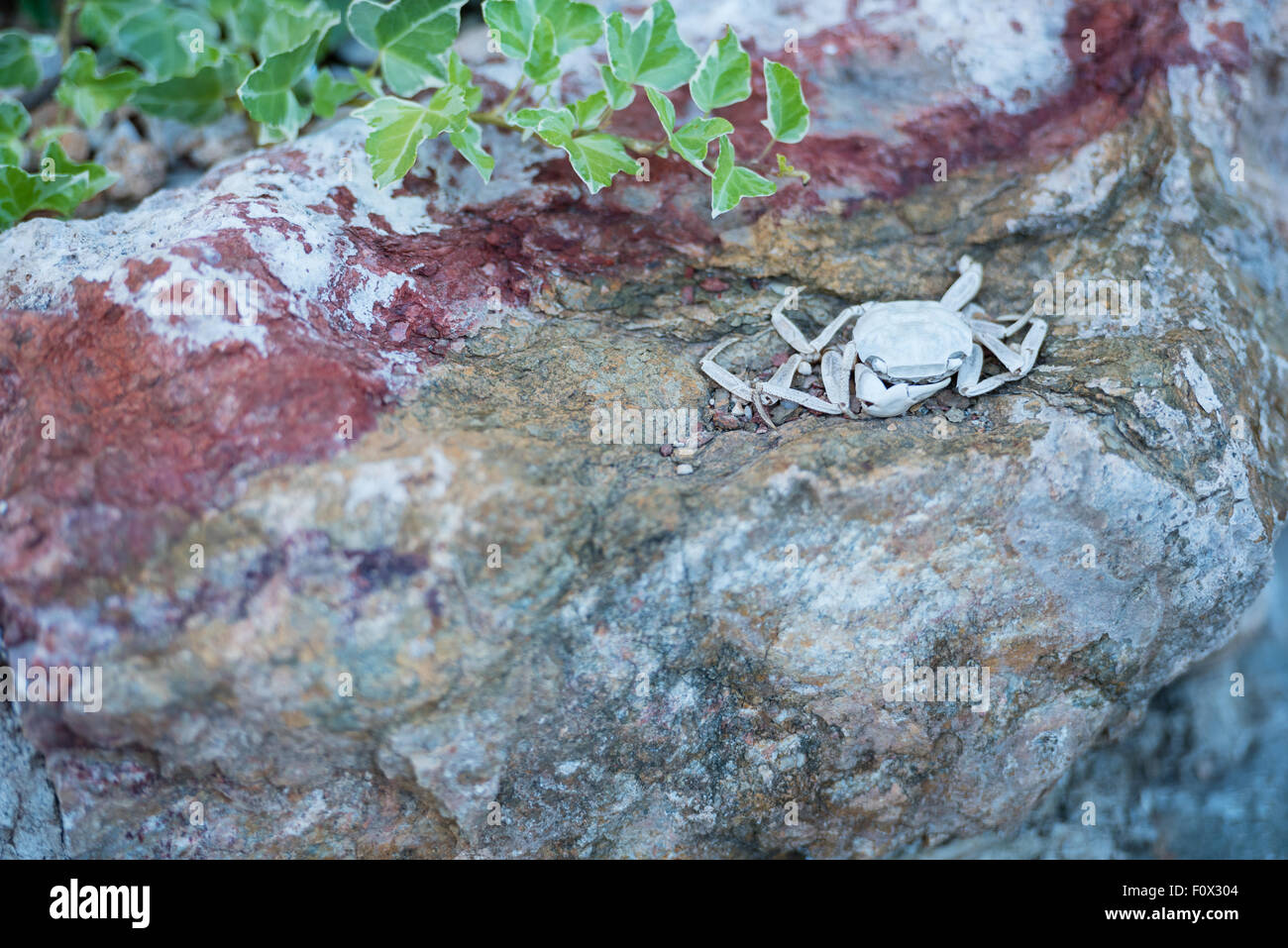 Il guscio di un granchio che ha asciugato e diventato bianco al sole su una roccia di edera. Foto Stock