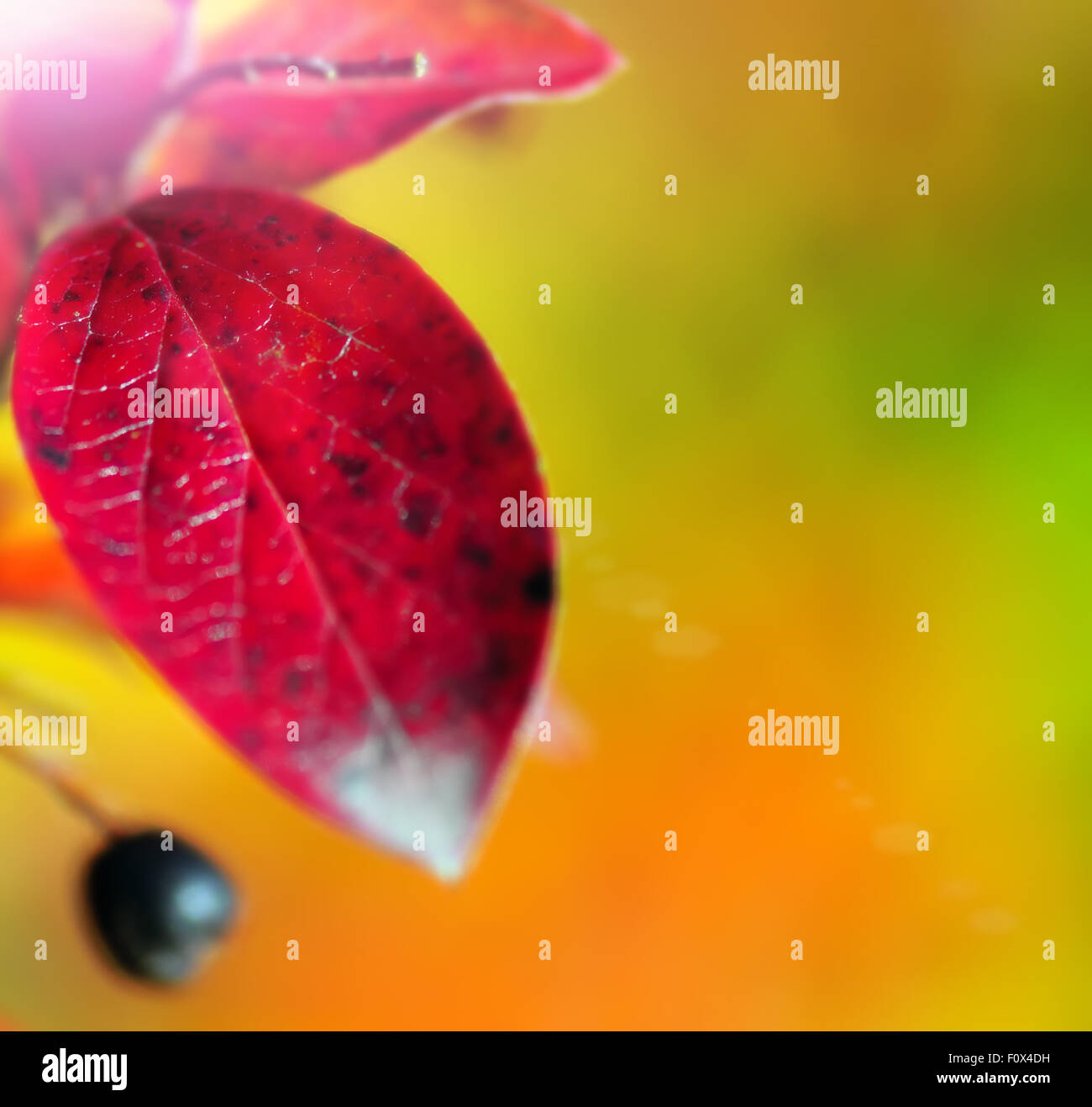 Abstract sfondi autunnali con petzval bokeh e lens flare Foto Stock