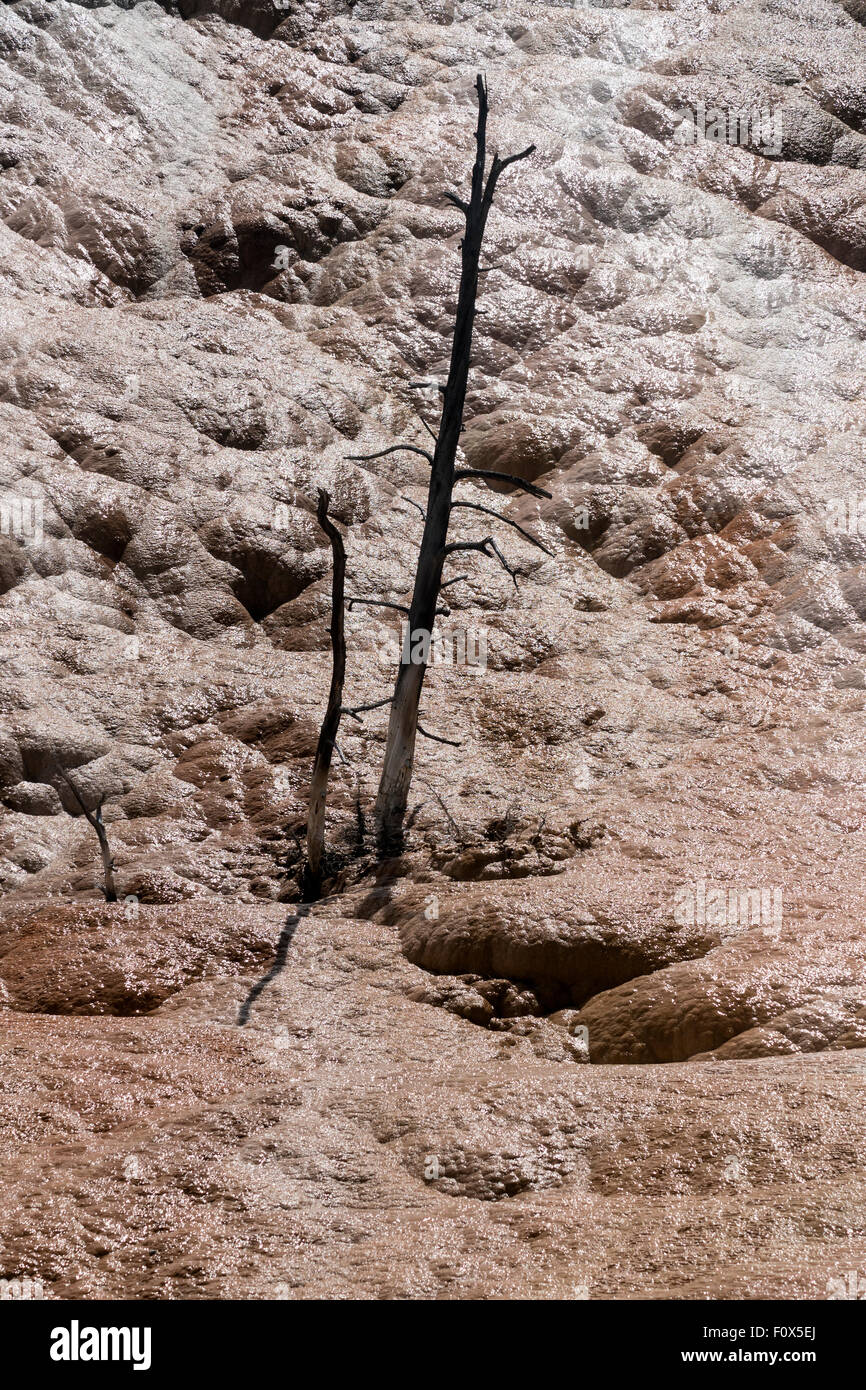 Particolare della terrazza con alberi morti, , Mammoth Hot SpringsYellowstone Parco Nazionale , Wyoming, STATI UNITI D'AMERICA Foto Stock