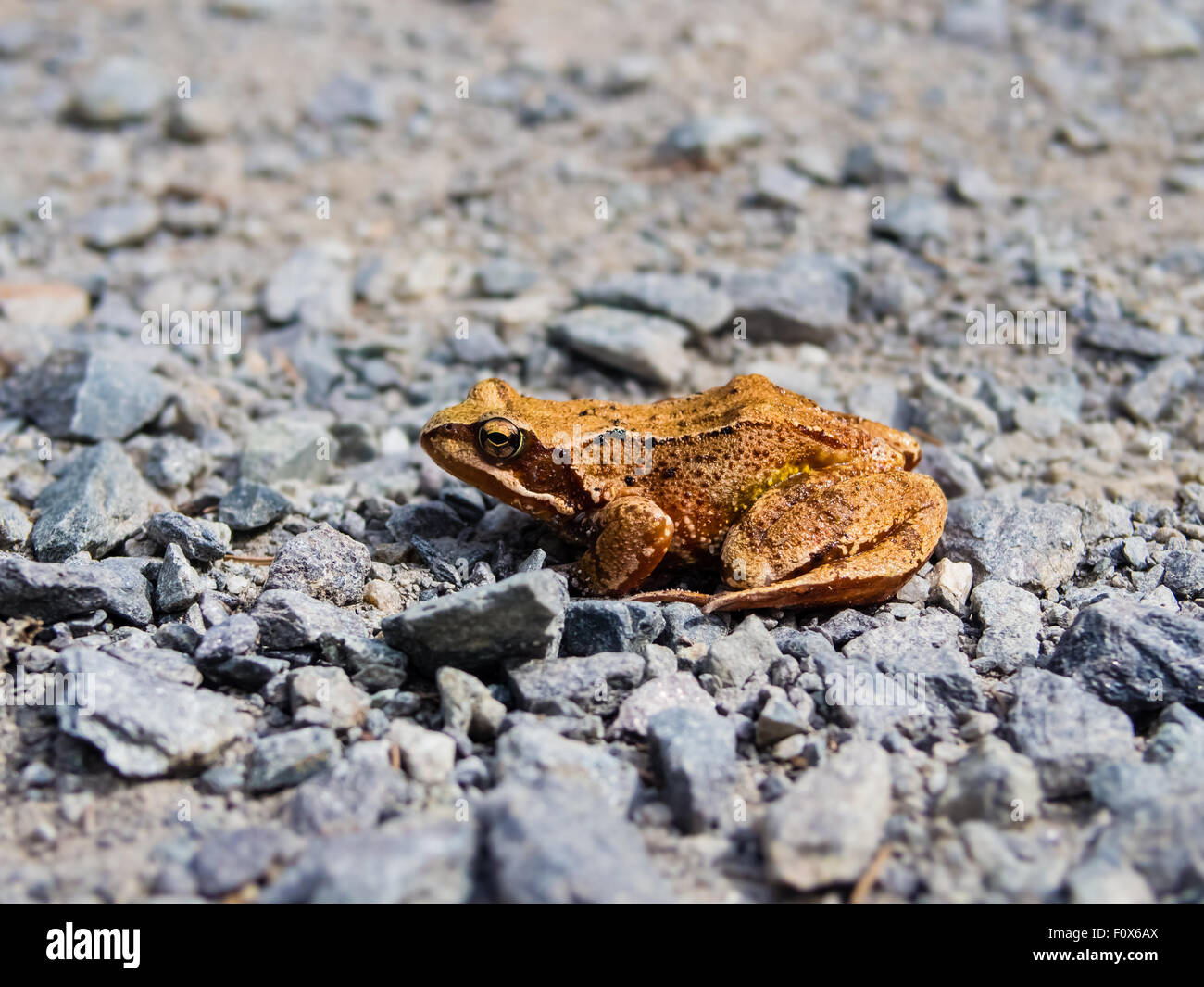 Il rospo comune, rana temporaria, seduto sulla strada rocciosa Foto Stock