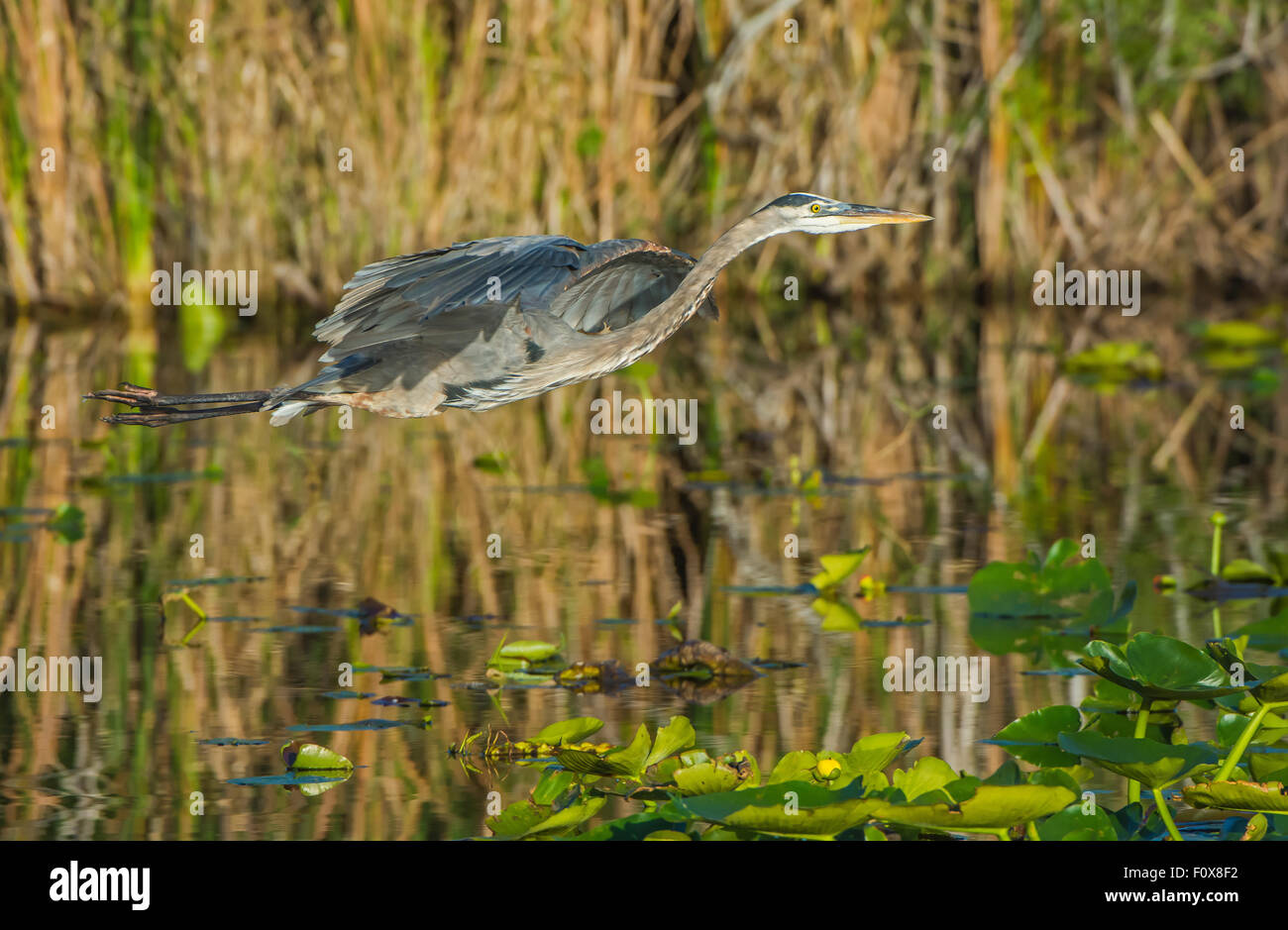 Airone blu (Ardea erodiade). Parco nazionale delle Everglades, Florida, Stati Uniti d'America. Foto Stock