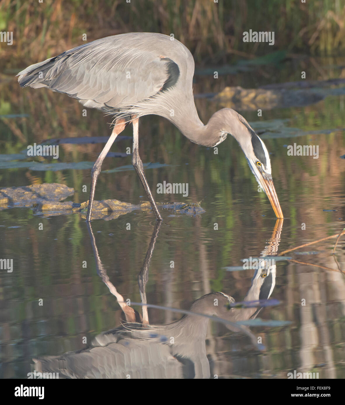 Airone blu (Ardea erodiade). Parco nazionale delle Everglades, Florida, Stati Uniti d'America. Foto Stock