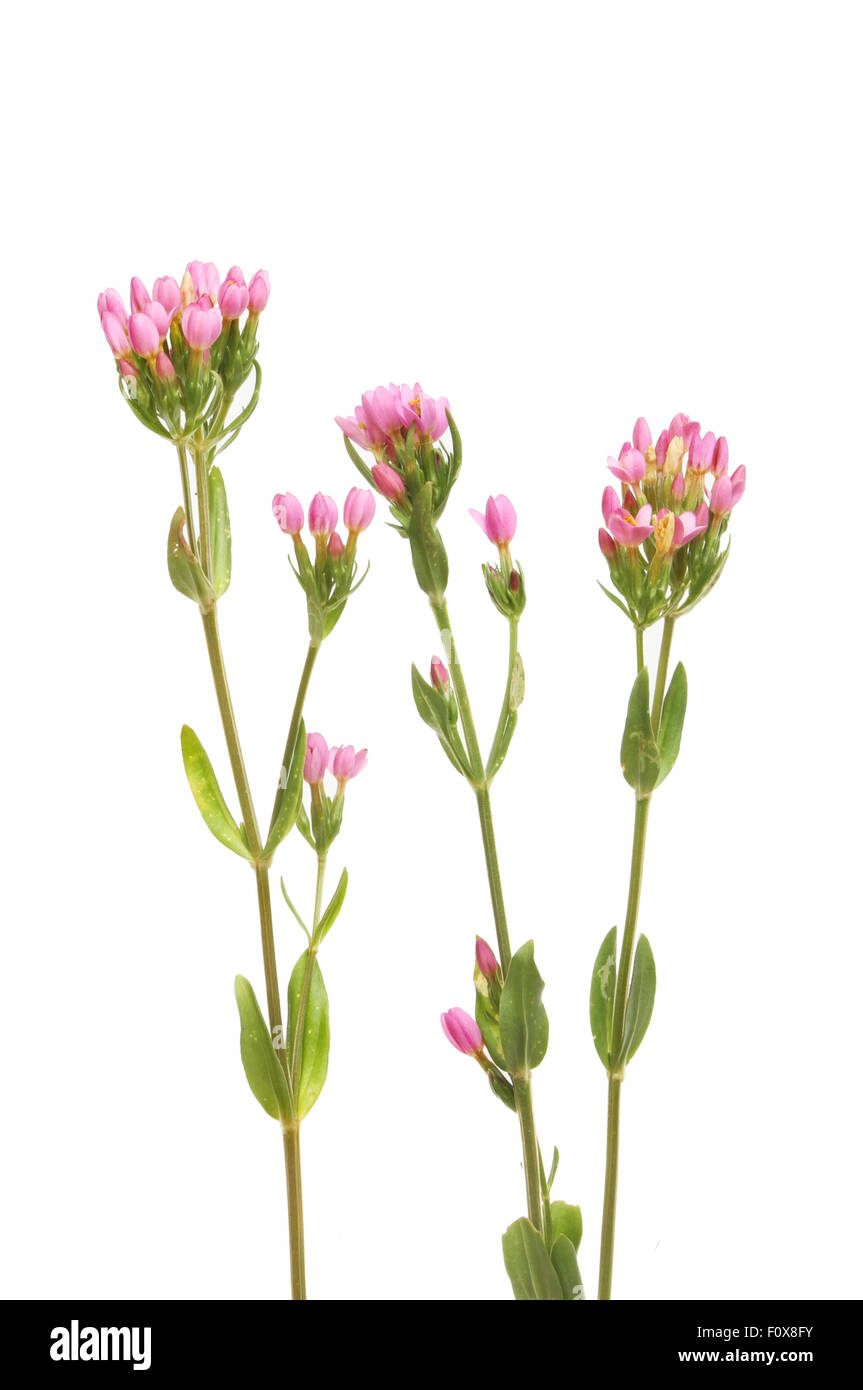 Comune, Centuary Centaurium erythraea, selvaggio fiore isolata contro bianco Foto Stock