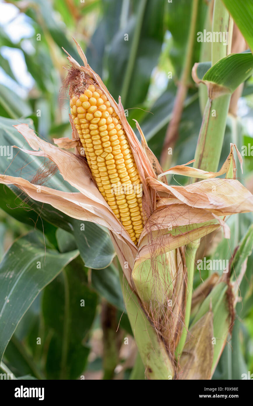 Un maturo di mais giallo- parte di una pianta di mais Foto Stock
