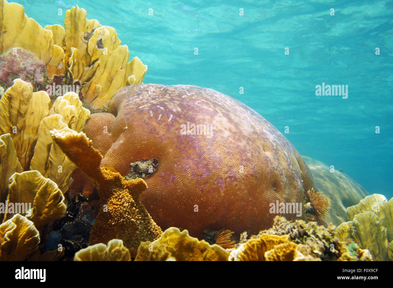 Coralli subacquei con superficie di acqua in background, scenario naturale, il mare dei Caraibi Foto Stock