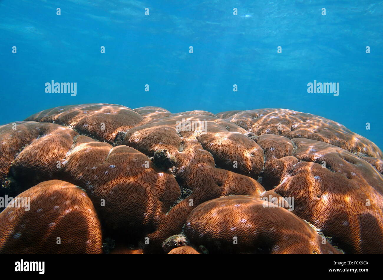Massiccio corallo stellato sott'acqua blu, mare dei Caraibi, scenario naturale Foto Stock