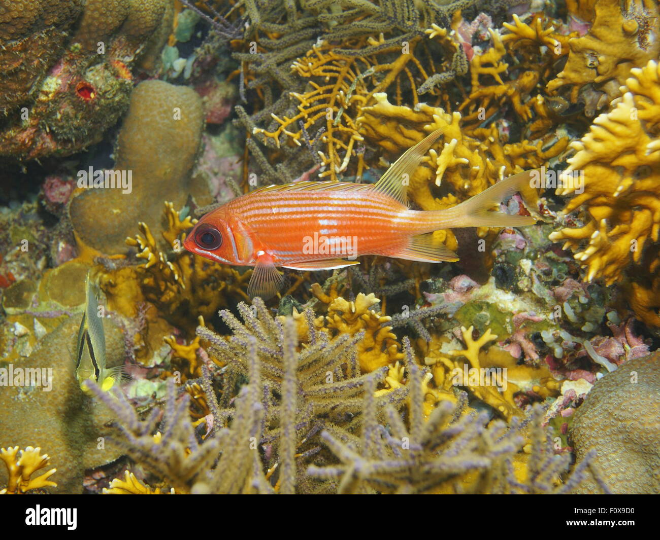 Pesce tropicale longspine squirrelfish, Holocentrus rufus, subacquea in una barriera corallina, Mar dei Caraibi Foto Stock