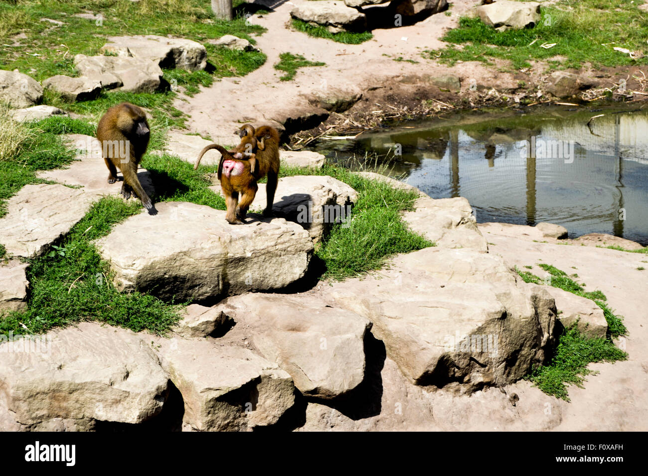 Tre 3 babbuini camminando lungo il bordo del fiume nel Yorkshire Wildlife Park uno dei babbuini ha un bambino sul retro Foto Stock