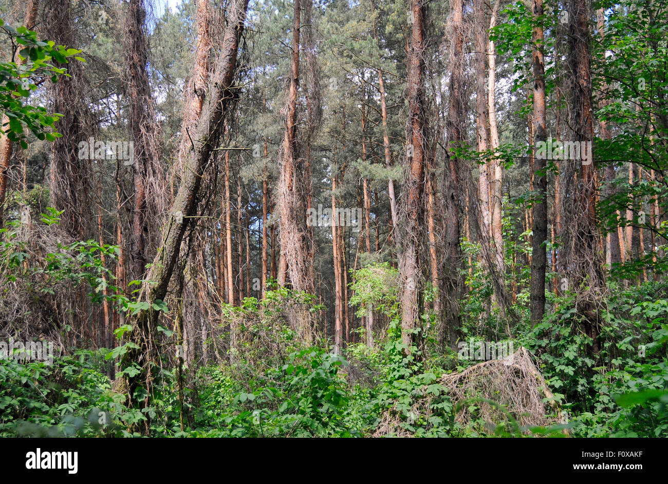 Vecchi alberi di pino nella foresta vicino al lago Powidz, Polonia Foto Stock