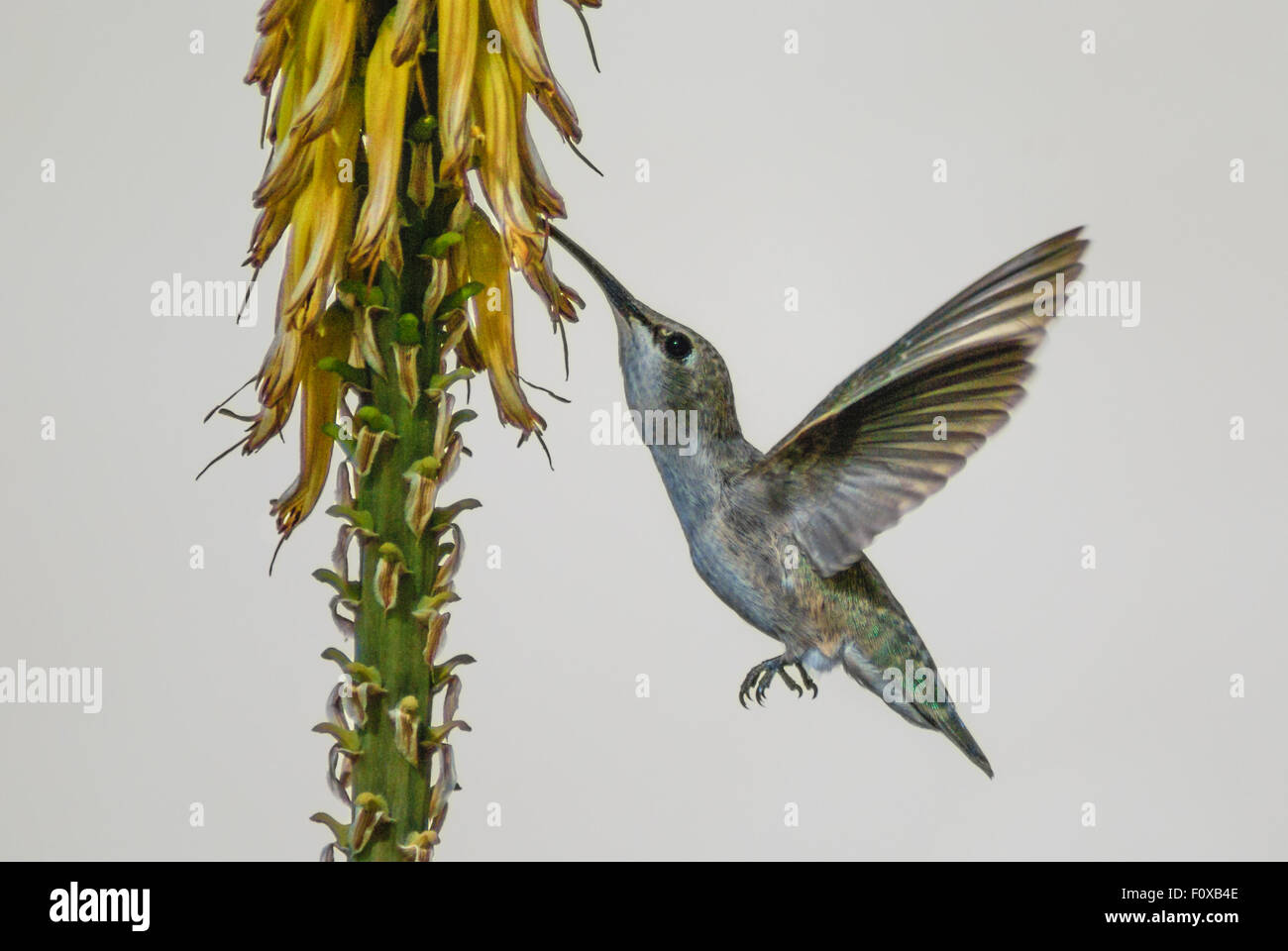 Una femmina di Anna Hummingbird in volo, alette aperte, si nutrono di fiori gialli, presi in California, Stati Uniti d'America Foto Stock