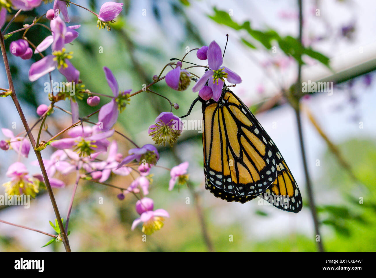 Una farfalla monarca, Danaus plexippus, atterra su un piccolo millefiori viola con quattro petali e numerosi stami gialli. Foto Stock