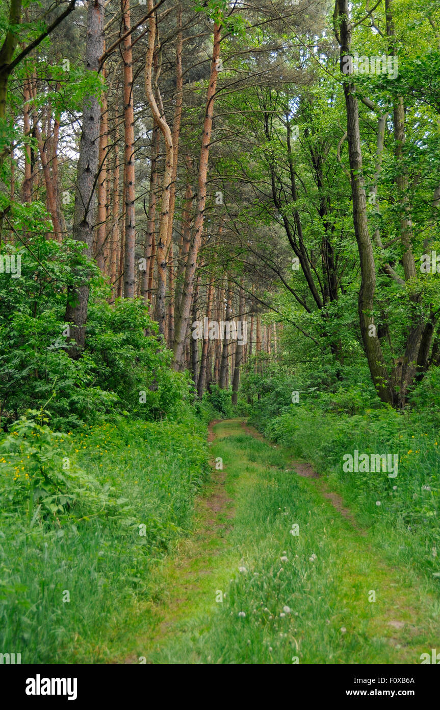 Percorso panoramico attraverso la foresta, vicino al lago Powidz, Polonia Foto Stock