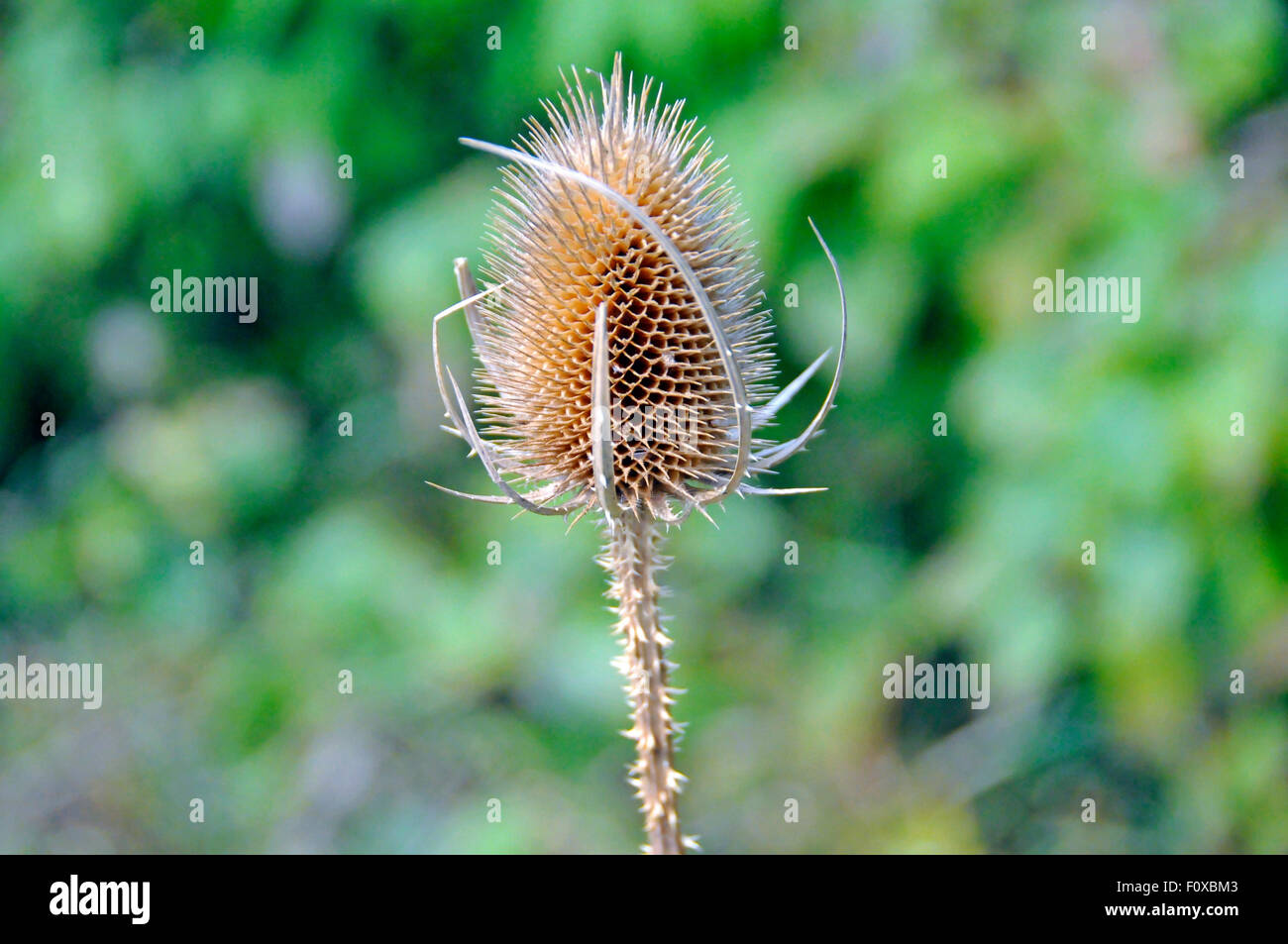 Asciugare fiore di cardo a London Wetland Centre, Regno Unito Foto Stock