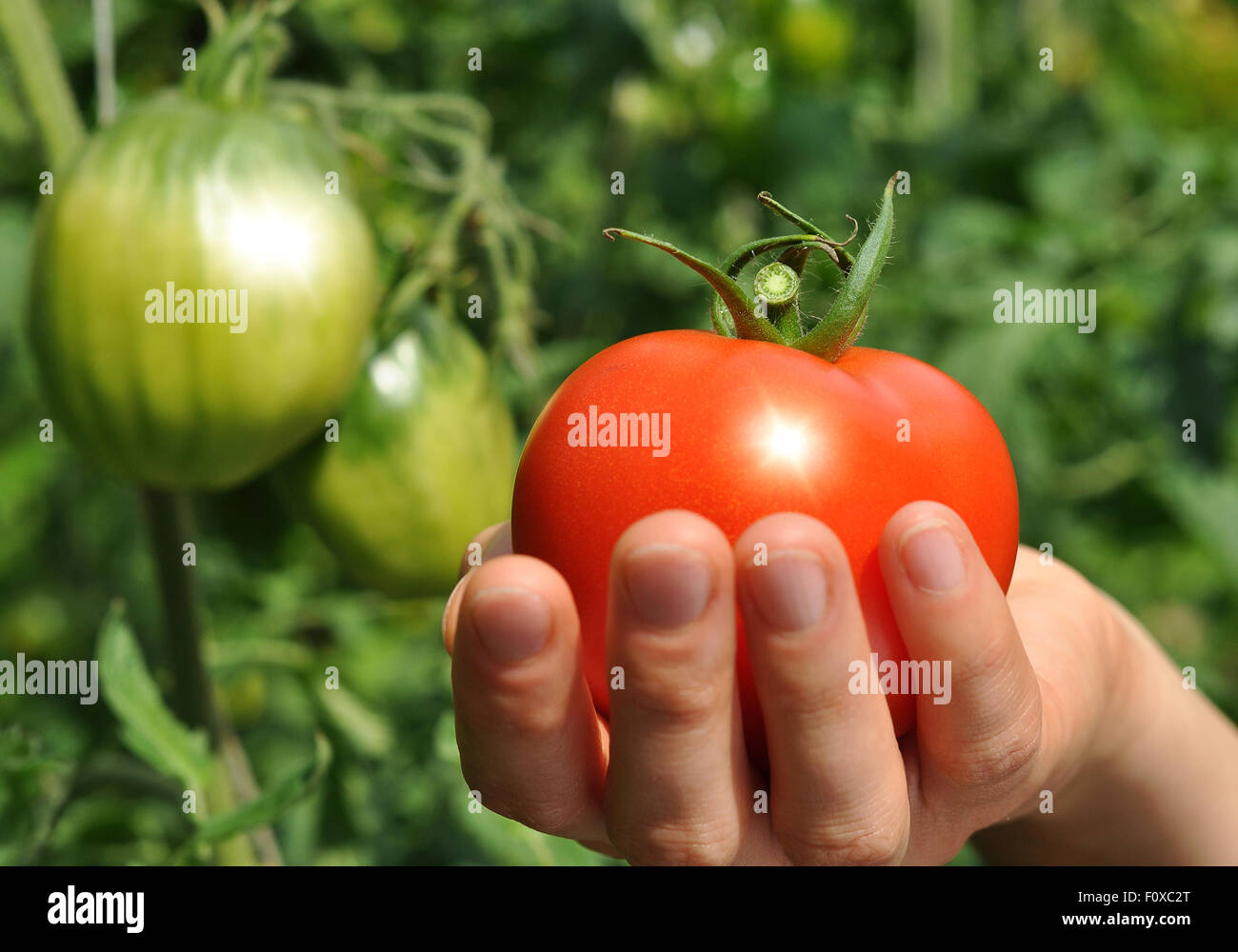 Sole splende sul pomodoro rosso nelle donne il braccio Foto Stock