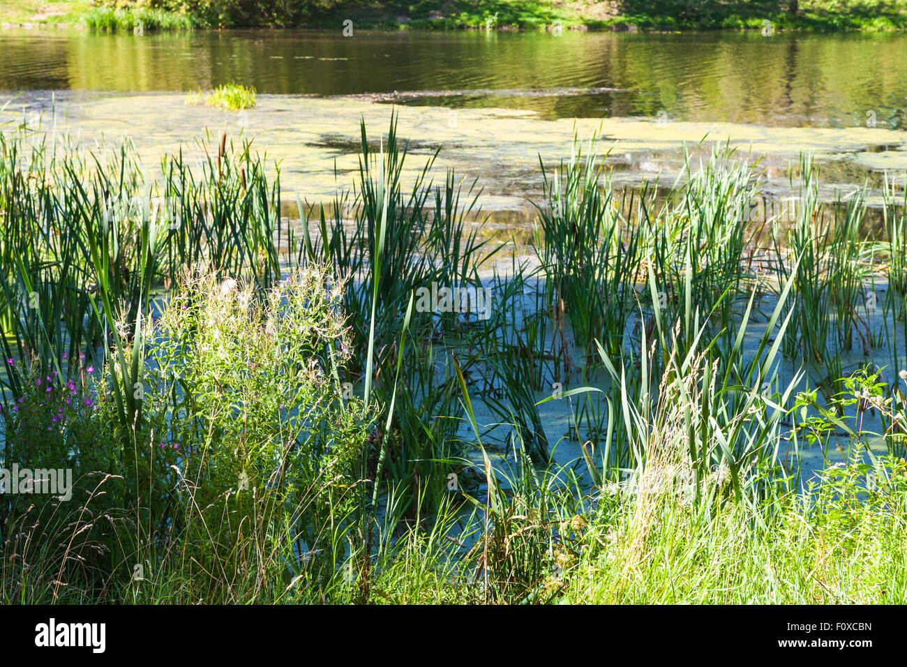 Reed sulla riva di uno stagno ricoperta con fango e lenticchie d'acqua nel giorno di estate Foto Stock