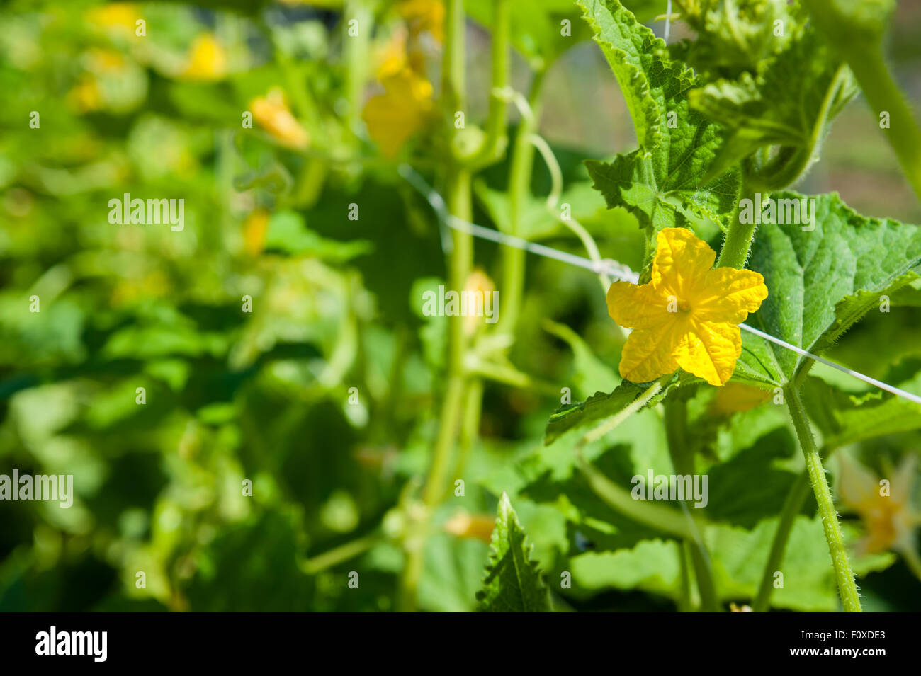 Giallo fiore di cetriolo su una stringa-rigato trellis. Foto Stock