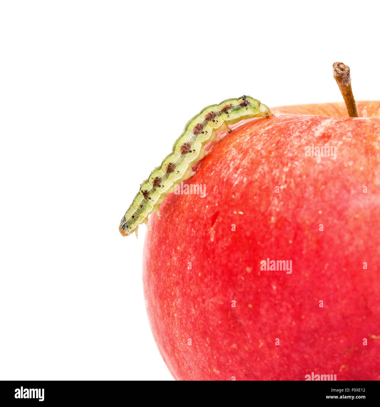 Caterpillar verde si insinua su Red Apple, sfondo bianco Foto Stock
