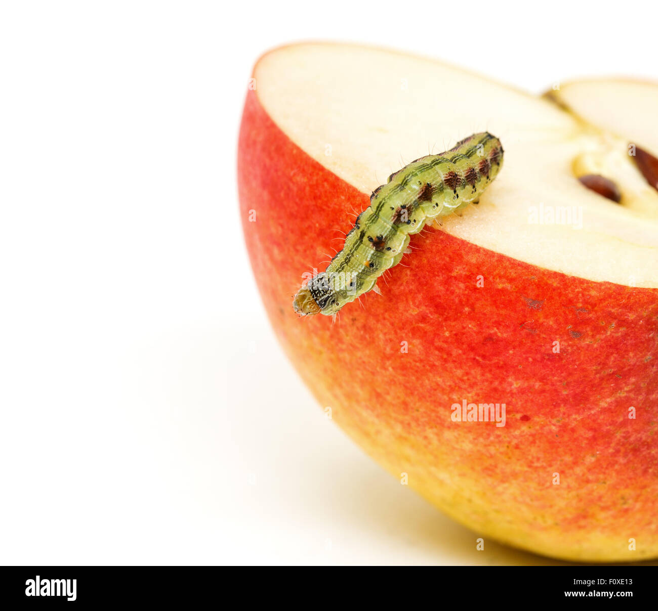 Caterpillar verde si insinua su Red Apple, sfondo bianco Foto Stock