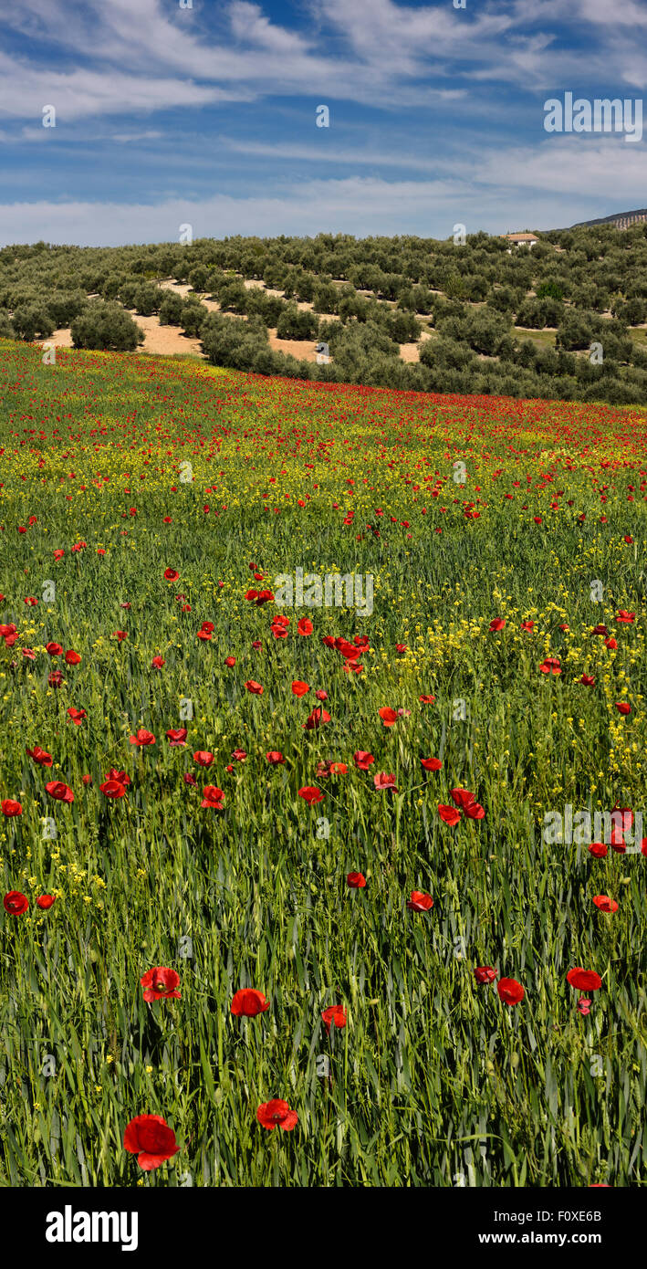 Maggese campo di frumento primaverile con papavero rosso e giallo Rocket erbacce accanto a oliveti a Puerto Lope Spagna Foto Stock