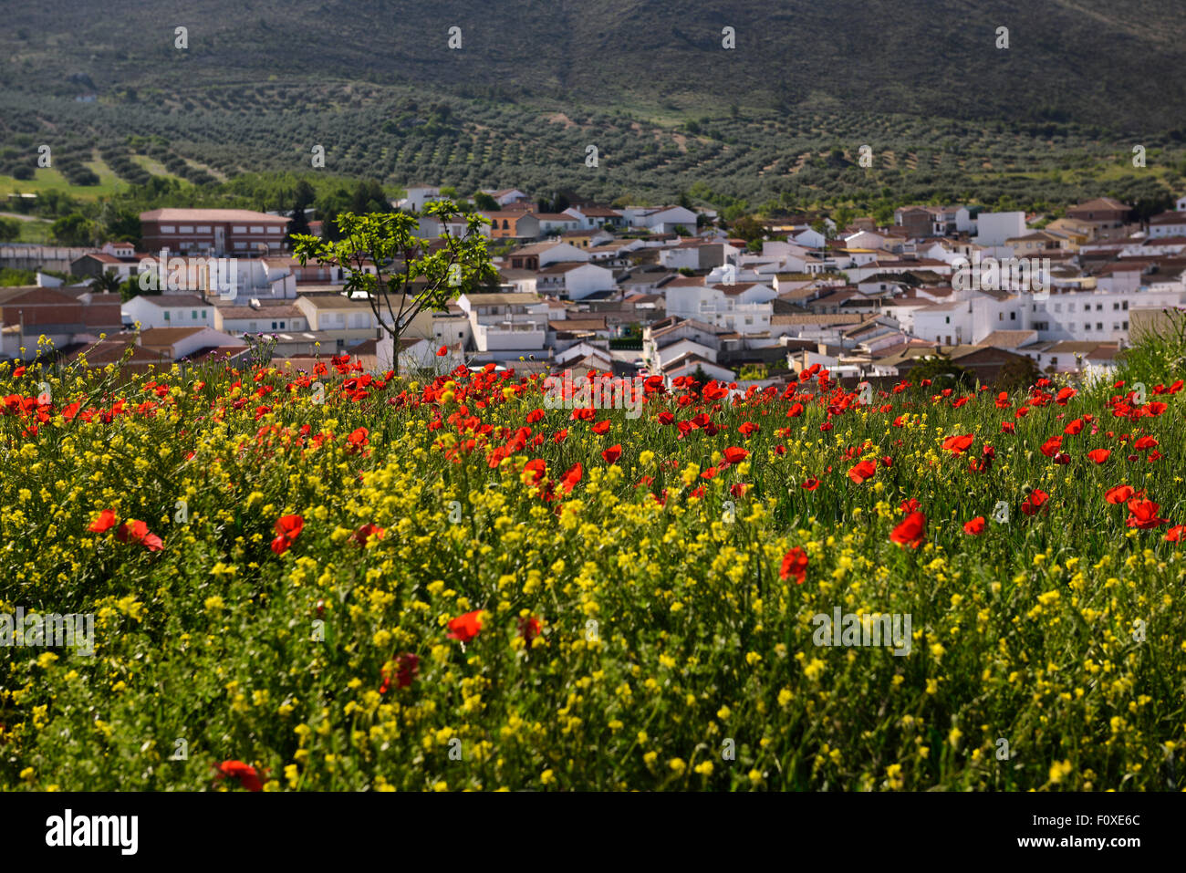 Papavero rosso e giallo Rocket erbe infestanti al di sopra di Puerto Lope village farmland Andalusia Spagna Foto Stock