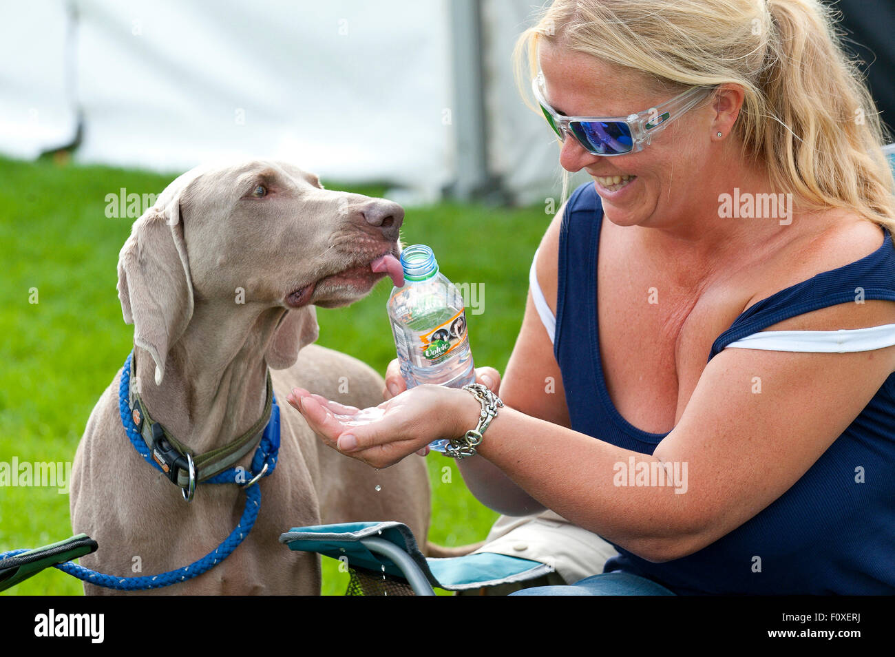 Llanelwedd, Powys, Regno Unito. Il 22 agosto, 2015. Meteo hots fino al pomeriggio il secondo giorno del Kennel Club dog show presso il Royal Welsh Showground. Credito: Graham M. Lawrence/Alamy Live News. Foto Stock