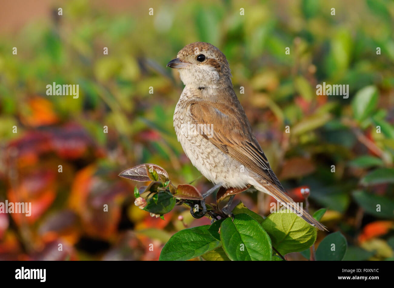 I capretti Red-backed Shrike in boccole colorate in autunno Foto Stock
